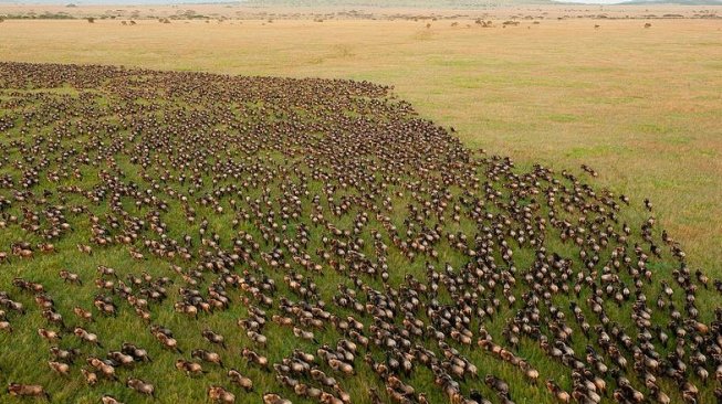 Menanti Drama Migrasi Hewan Liar di Daratan Maasai Mara Kenya