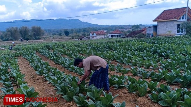 Hama Ulat Serang Tanaman Tembakau di Pamekasan