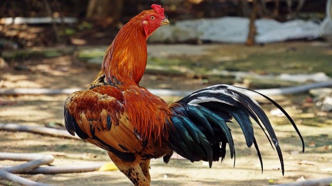 Kocak! Ayam Asal Banjarnegara Ini Viral Disebut Berkokok "Jokowi"