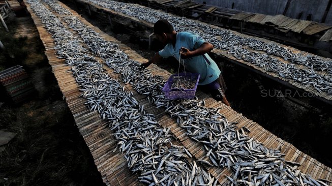 Pekerja menjemur ikan asin di Muara Angke, Jakarta Utara, Jumat (5/7). [Suara.com/Muhaimin A Untung]