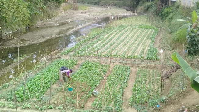 Kemarau, Warga Manfaatkan Tepian Sungai untuk Tanam Palawija