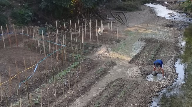 Seorang warga mengambil air untuk menyirami tanaman di tepian Sungai Dermaji yang melintasi Kecamatan Karangpucung, Kabupaten Cilacap, Jawa Tengah. [Suara.com/Teguh Lumbiria]