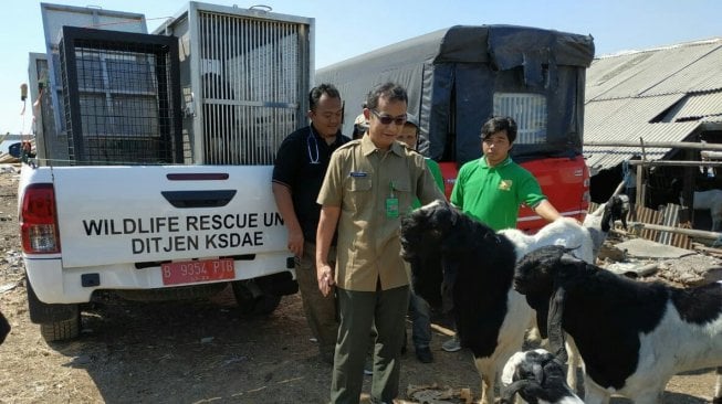 Sekandang Dengan Kambing dan Konsumsi Limbah, Dua Kasuari Dievakuasi BKSDA