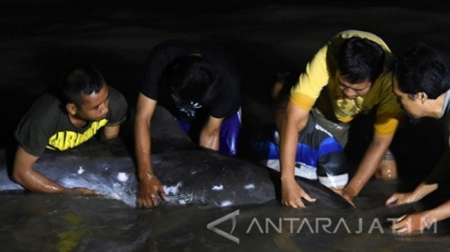 Miris, Lumba-lumba Ini Ditemukan Mati di Dekat Proyek PLTU Teluk Sepang