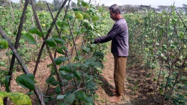 Seorang petani sedang merawat tanaman di lahan pertanian yang digarapnya. [Suara.com/Muhammad Iqbal]