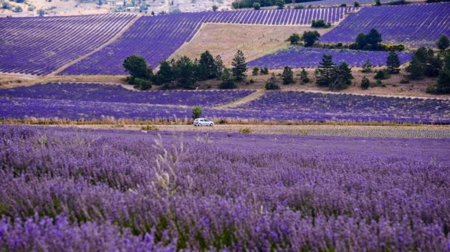 Menikmati surga lavender di Senanque Abbey, Provence (Wikimedia Commons Lamhao)