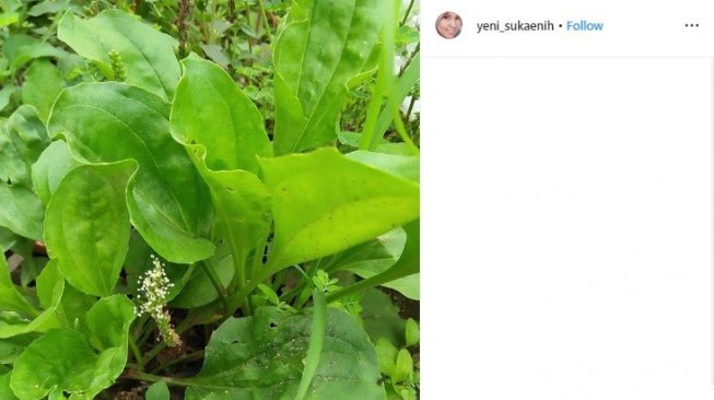 Manfaat daun sendok (Instagram/yeni_sukaenih)