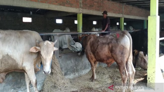 Satgas Pangan Temukan Panyakit Ini Menkangkiti Hewan Kurban di Serang, Berbahaya atau Tidak?