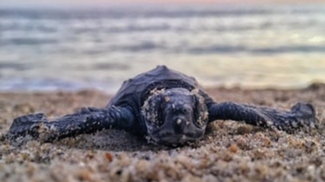 Penambangan Pasir di Pulau Bawean Gresik Ancam Habitat Penyu