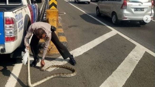 Ular Masuk Tol Dalam Kota, Reaksi Warganet Sukses Mengocok Perut