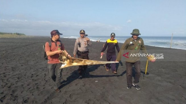 BBKSDA Jatim Kirim Tim Teliti Paus yang Terdampar di Pantai Bambang