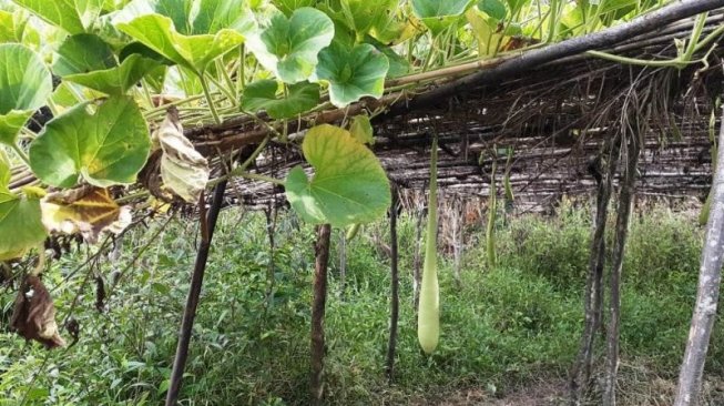 Tanaman labu yang biasa dibuat jadi koteka oleh warga di pegunungan tengah, Provinsi Papua. (Antara/Dokumen pribadi Hari Suroto) 