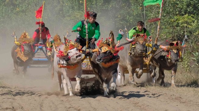 Tiga peserta beradu kecepatan dalam lomba Mekepung (karapan kerbau) Piala Gubernur Bali di Jembrana, Bali, Minggu (14/7). ANTARA FOTO/Nyoman Hendra Wibowo