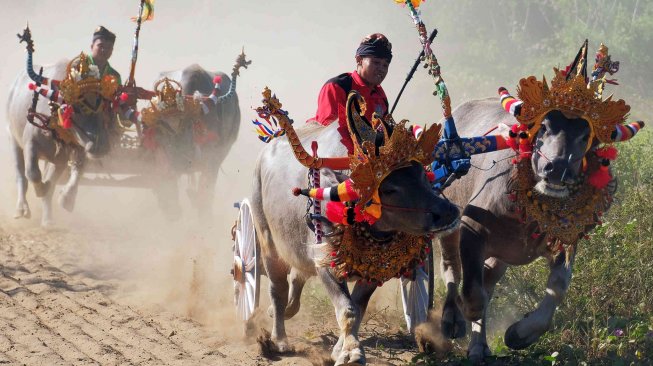 Tiga peserta beradu kecepatan dalam lomba Mekepung (karapan kerbau) Piala Gubernur Bali di Jembrana, Bali, Minggu (14/7). ANTARA FOTO/Nyoman Hendra Wibowo