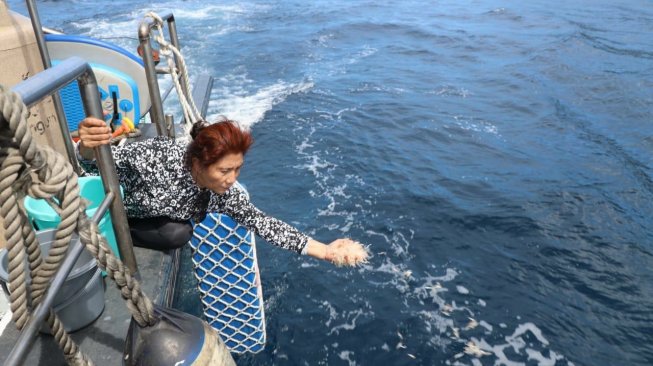 Menteri Susi Lepasliarkan 173.800 Benih Lobster di Bali