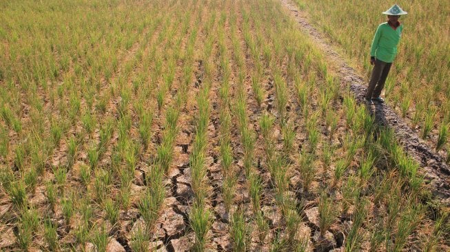 Petani berada di areal sawah miliknya yang kekeringan di Desa Pegagan, Kecamatan Terisi, Indramayu, Jawa Barat, Senin (15/7). [ANTARA FOTO/Dedhez Anggara]

