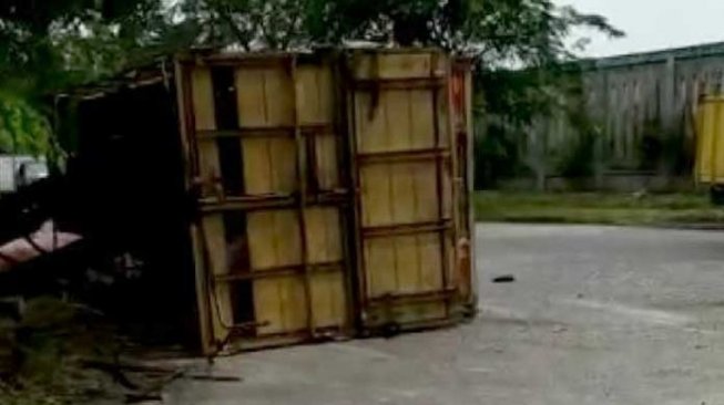 Truk Angkut Babi Terbalik Hebohkan Pengguna Jalan
