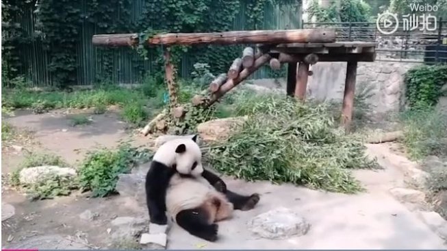 Turis lempari panda dengan batu (LADBible/Weibo)