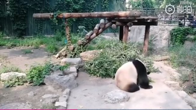 Keterlaluan, Turis Ini Lempari Panda di Kebun Binatang dengan Batu