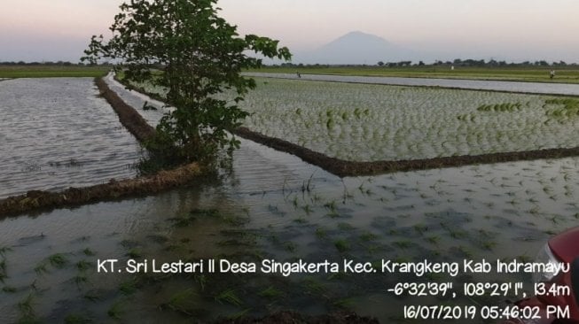 Atasi Kekeringan, Petani Indramayu Buat Sodetan Sungai untuk Pengairan