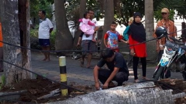 Pohon Palem Tumbang Timpa Balita Hingga Kritis