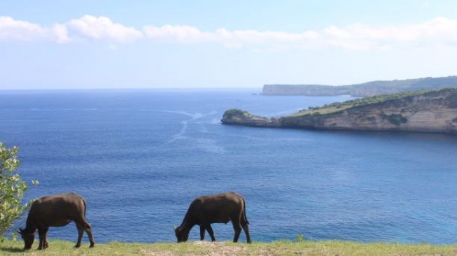 Pemandangan Pantai Ringgit, Lombok Timur. (Suara.com/Silfa Humairah)