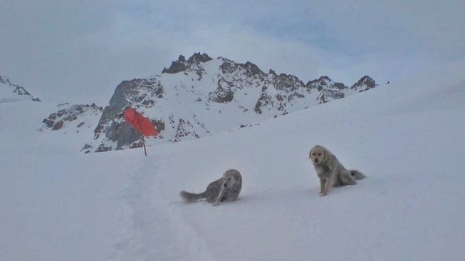 Gletser Siachen (Wikimedia Commons Sadia 17301)