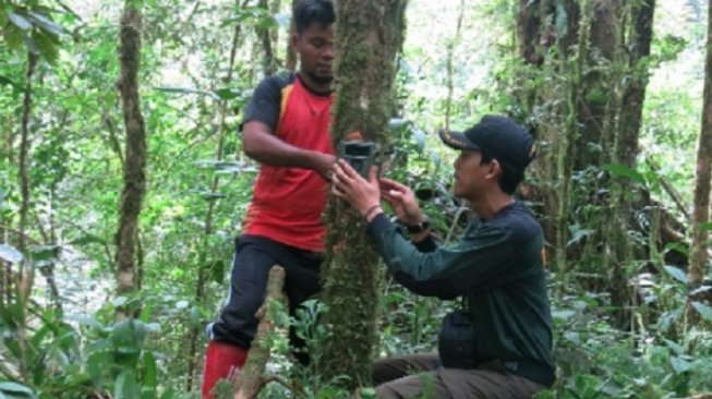 Pantau Harimau Sumatera di Dekat Permukiman Warga, BKSDA Pasang Camera Trap