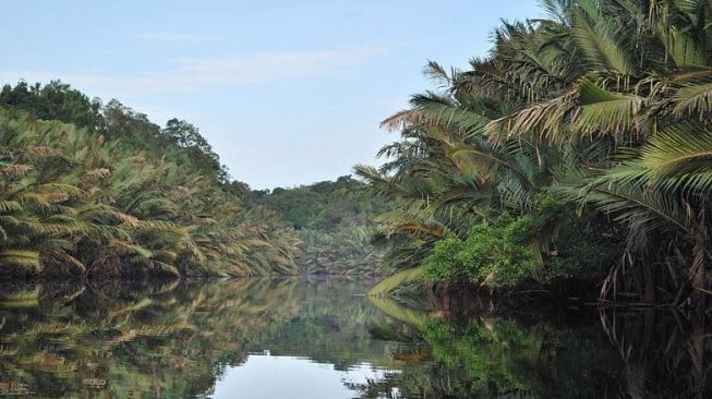 Sekilas Menyerupai Amazon, Pesona Cantiknya Taman Nasional Berbak di Jambi