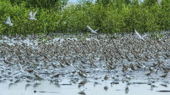 Migrasi burung migran di Taman Nasional Berbak (Wikimedia Commons Harry Sanjaya Putra)