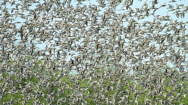 Migrasi burung migran di Taman Nasional Berbak  (Wikimedia Commons Domiyanto)