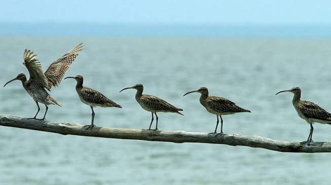 Migrasi burung migran di Taman Nasional Berbak  (Wikimedia Commons Domiyanto)