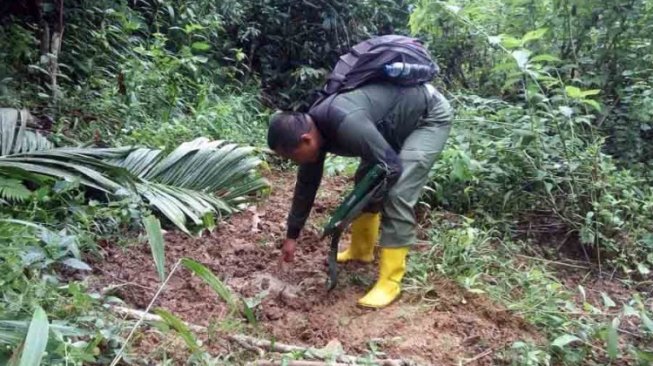 Antisipasi Harimau Sumatera Masuk Permukiman, Petugas BKSDA Gelar Patroli