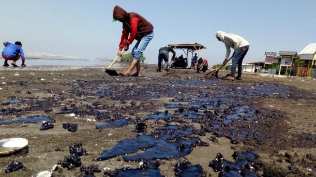 Pantai di Gunungkidul Tercemar Minyak, Biota Laut Banyak yang Mati