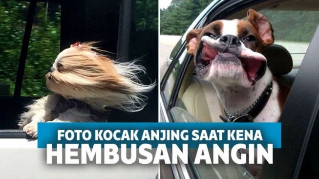 Bikin Gemas! Ini 15 Ekspresi Lucu Anjing Saat Terkena Hembusan Angin