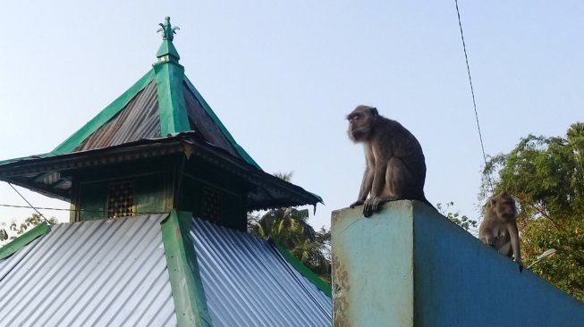 Seekor monyet duduk di dekat Masjid Saka Tunggal Desa Cikakak Kecamatan Wangon Kabupaten Banyumas, Jawa Tengah. [Suara.com/Teguh Lumbiria]