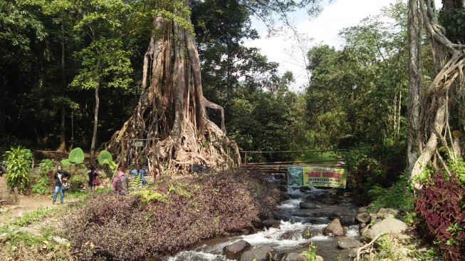 Pohon Berakar Seribu Harapan Desa Begagan Mojokerto