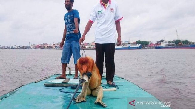 Populasi Bekantan di Kotawaringin Timur Terdesak Alih Fungsi Lahan