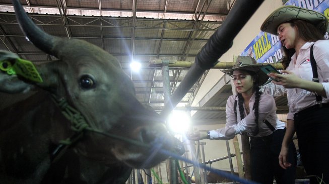 Aktivitas Sales Promotion Girl (SPG) berpakaian ala koboi melayani di Mal Hewan Kurban H. Doni, Depok, Jawa Barat, Senin (29/7). [Suara.com/Arief Hermawan P]