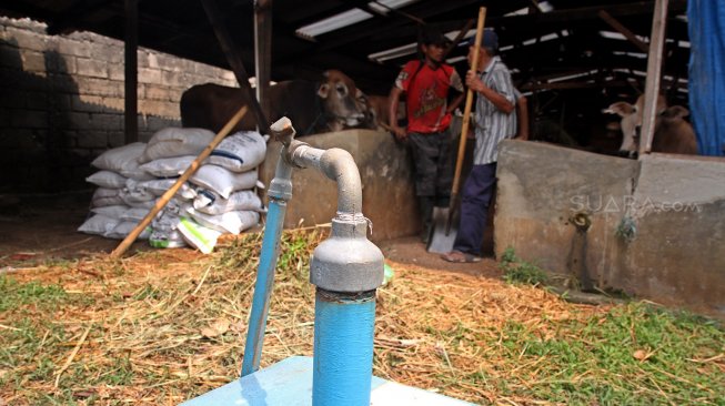 Proses pengolahan biogas di peternakan sapi milik Pondok Pesantren Assyafaat, Depok, Jawa Barat, Senin (29/7).[Suara.com/Arief hermawan P]