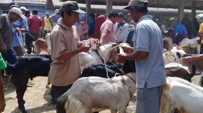 Jasa Salon Dongkrak Harga Jual Kambing Jelang Hari Raya Kurban