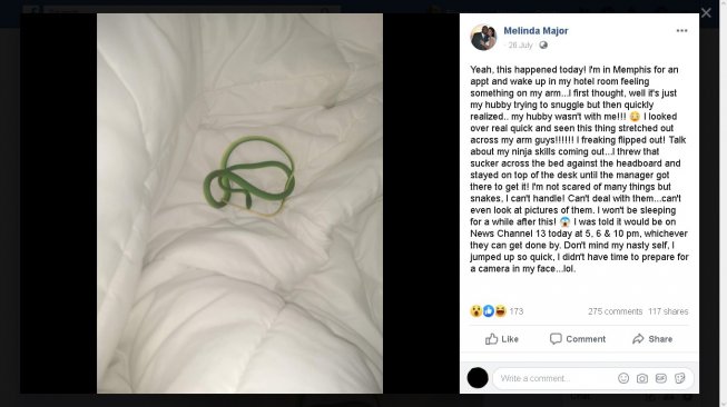 Kamar hotel kemasukan ular - (Facebook/Melinda Major)