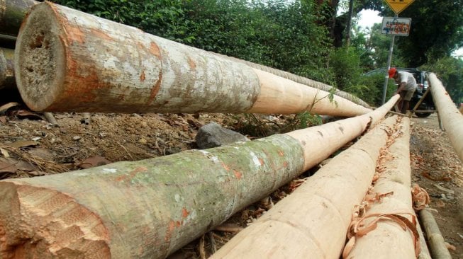 Pedagang menyelesaikan pohon pinang yang akan dijual di kawasan Manggarai, Jakarta, Rabu (31/7). [Suara.com/Oke Atmaja]