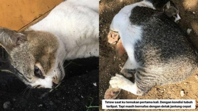 Tega! Seorang Pria Pukuli Kucing Liar Pakai Kayu Sampai Lehernya Terputar 