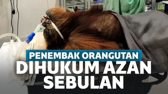 Miris! Pelaku Penembakan 74 Peluru ke Orangutan Hope Hanya Dihukum 1 Bulan 