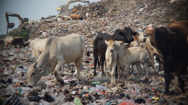 Sapi dari kawasan Eks-Surakarta mencari makan di tumpukan sampah yang ada di TPA Putri Cempo, Mojosongo, Solo. [Suara.com/Ari Purnomo]