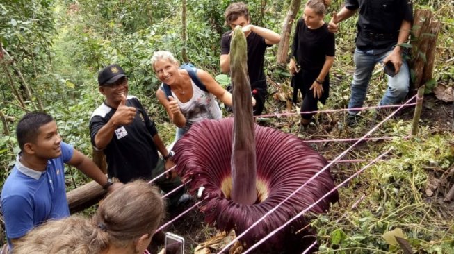 Tampak sejumlah wisatawan yang mengunjungi bunga bangkai yang tumbuh mekar di daerah Sitingkai, Agam, Sabtu (27/7/2019). [Covesia.com/BKSDA]