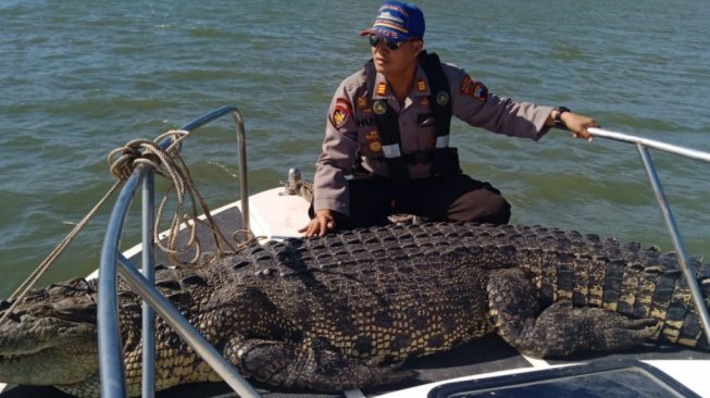 Buaya Sepanjang 4,2 Meter Terjaring Nelayan Cilacap dalam Kondisi Membusuk