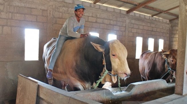 Dua Sapi Kurban Dibeli Jokowi, Peternak Senang dan Berharap Bisa Terkenal