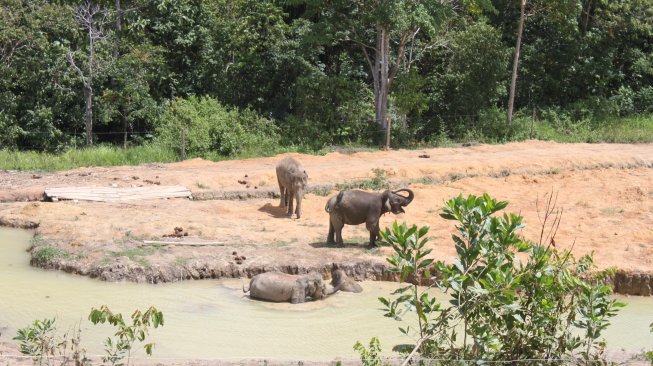 Melihat sekumpulan gajah di alam bebas. (Suara.com/Silfa Humairah)